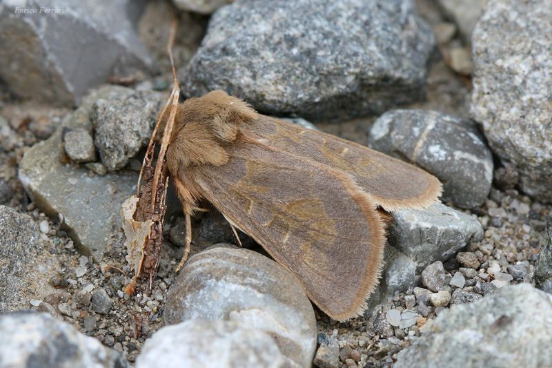 Noctuidae  poco comune